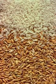 Paddy Seeds