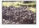Rubber Tyres Scrap