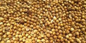Coriander Seeds