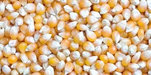 Yellow Maize Seeds