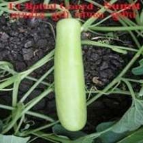 Bottle Gourd Seeds