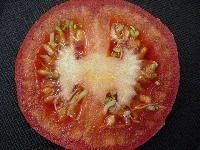 Tomato Seeds