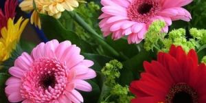 Gerbera Flowers