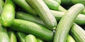 Seedless Cucumber