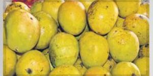 Ratnagiri Mango Puree