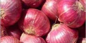 Red Onion