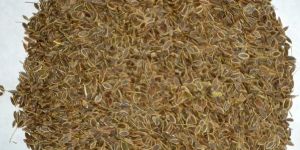 Dill Seeds