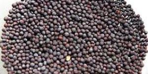 Mustard Seeds