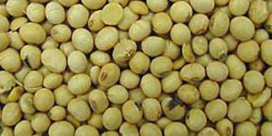 Organic Soybean Seeds