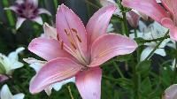 Lily Flower
