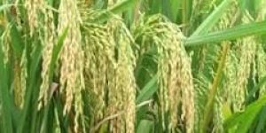 Non Basmati Rice Paddy