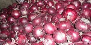 Fresh Red Onion
