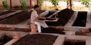 Vermi Compost and Vermi Zyme