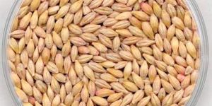 Barley Seeds