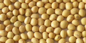 Soyabean