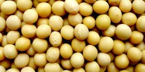 Soybean