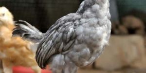 Country Chicken Birds