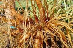 Coleus Forskohlii Extract