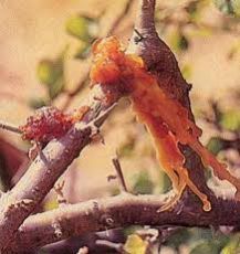 Commiphora Mukul Extract