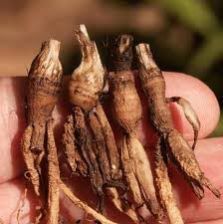 Curculigo Orchiodies Extract