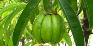 Garcinia Cambogia Extract