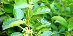 Gymnema Sylvestre Extract