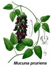 Mucuna Pruriens Extract