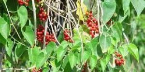 Tinospora Cordifolia Extract