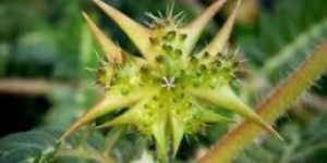 Tribulus Terrestris Extract