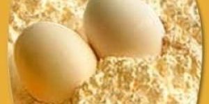 Egg Powder