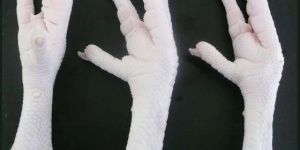 Processed Chicken Paw