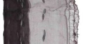 Handloom Stole - (6)