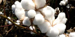 Indian Raw Cotton