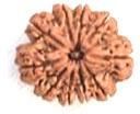 Rudraksha Prayer Beads - 10 Face