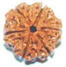 Rudraksha Prayer Beads
