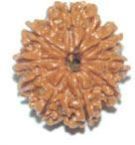 Rudraksha Prayer Beads - 9 Face
