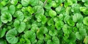 Brahmi Leaf Powder