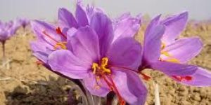 Sunrise Gold Saffron