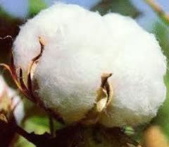 Cotton Bales