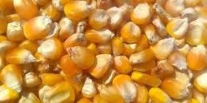Yellow Maize