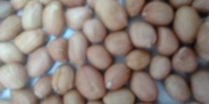 Groundnut