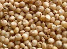 Sorghum Seeds