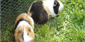 Guinea Pig