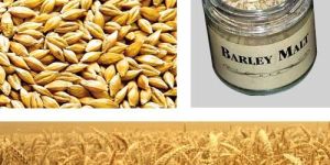Barley Malt