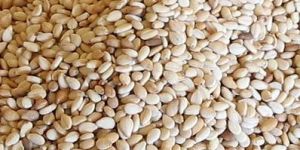 White Sesame Seeds