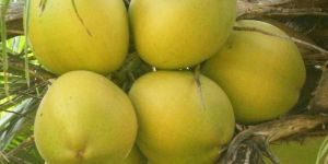 Fresh Tender Coconuts