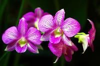 Pink Orchid Flower