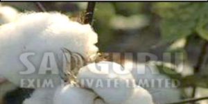 Sadguru Raw Cotton