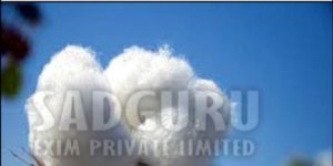 Sadguru Jayadhar Raw Cotton