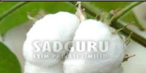 Sadguru Raw Cotton